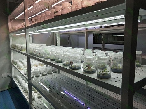 新丰植物组织培养实验室设计建设方案